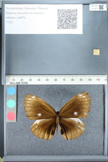 Media type: image;   Entomology 158414
